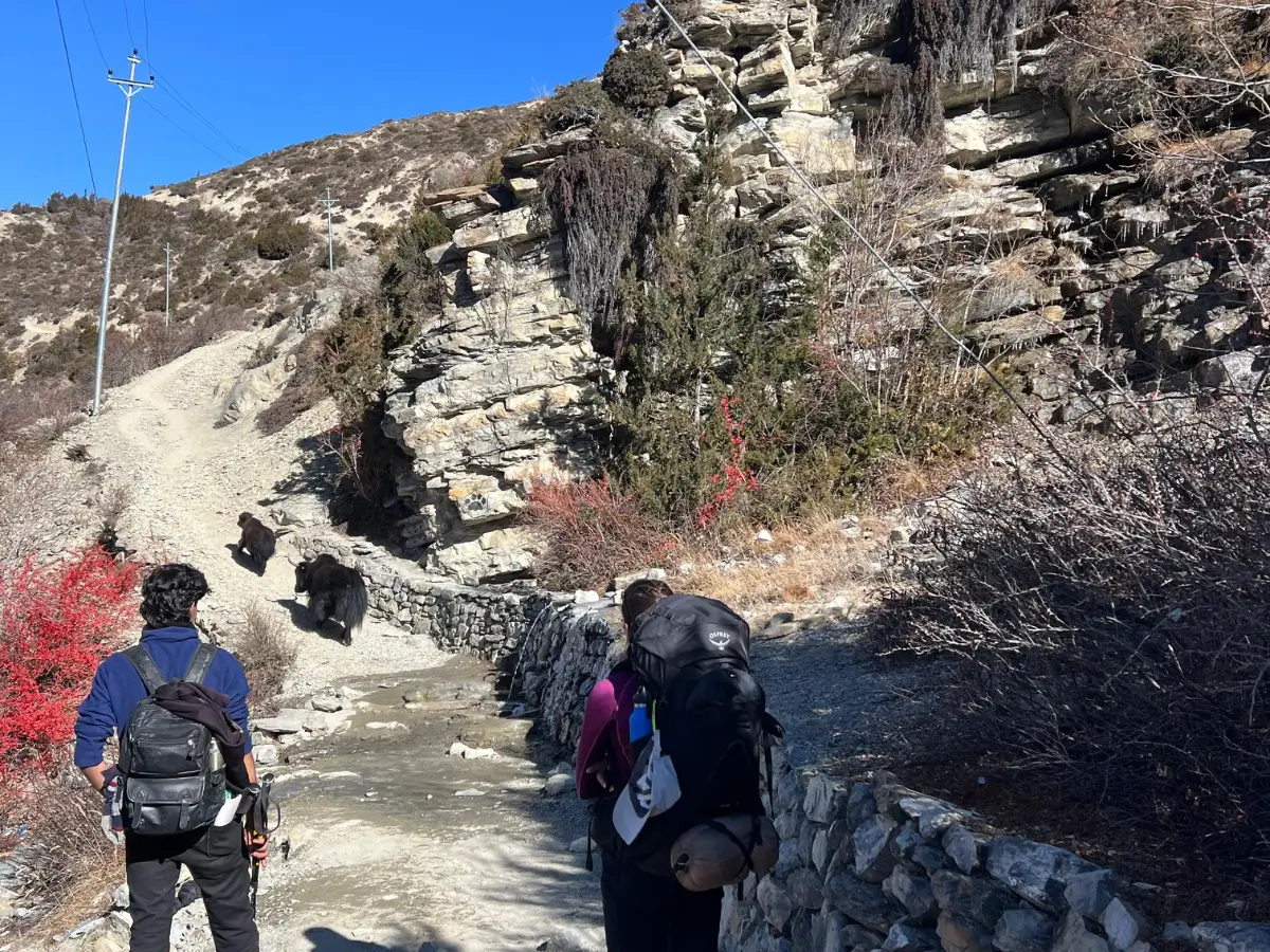 yak-kharka-during-annapurna-circuit-trek-in-nepal-trip