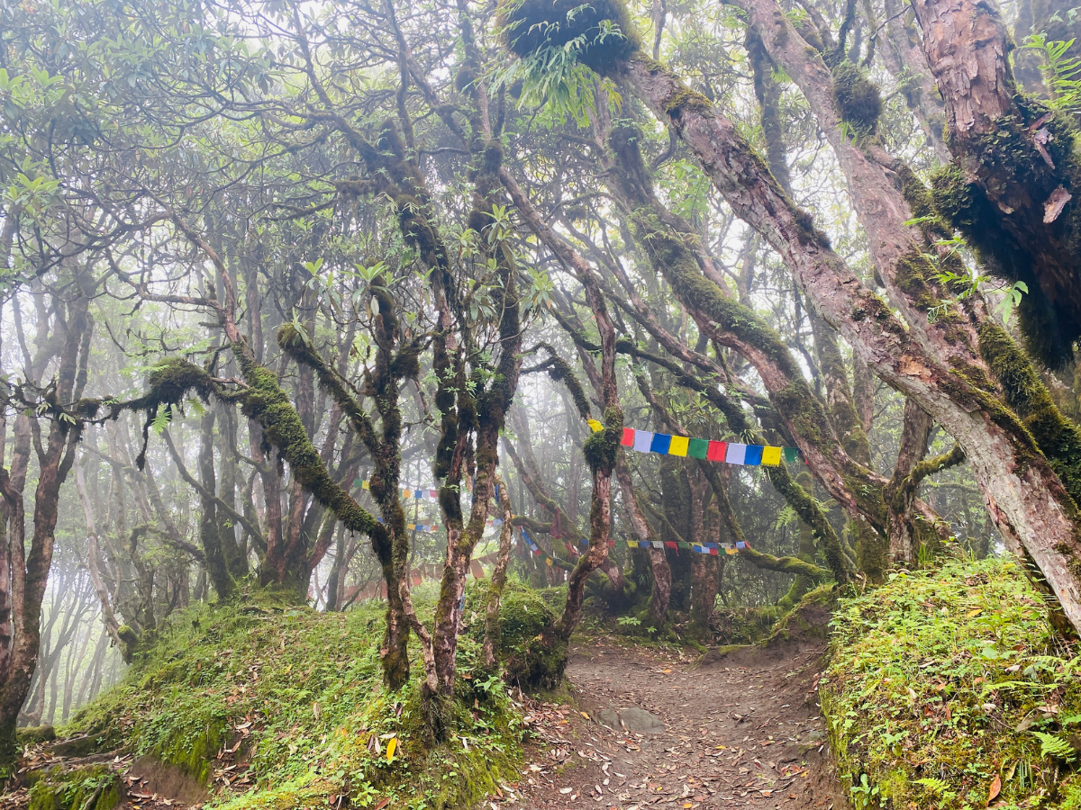 Lush Forest During Mardi Himal Trek Hike After Low Camp