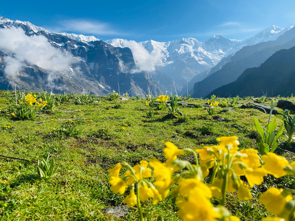 Wild Flowers and Mesmerising Views of Mardi Himal