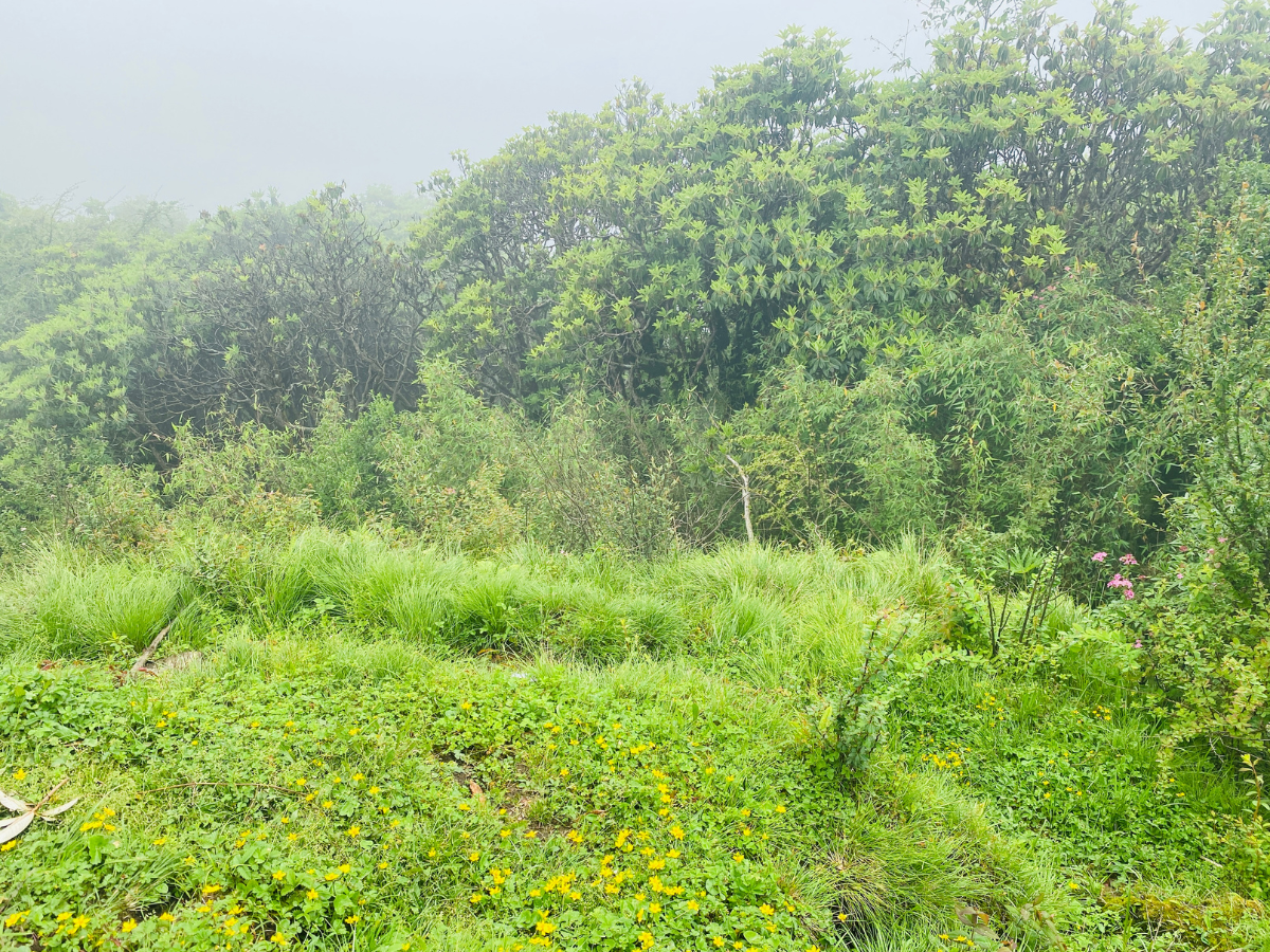 Lush Greenery During Mardi Haimal Trek at Badal Danda