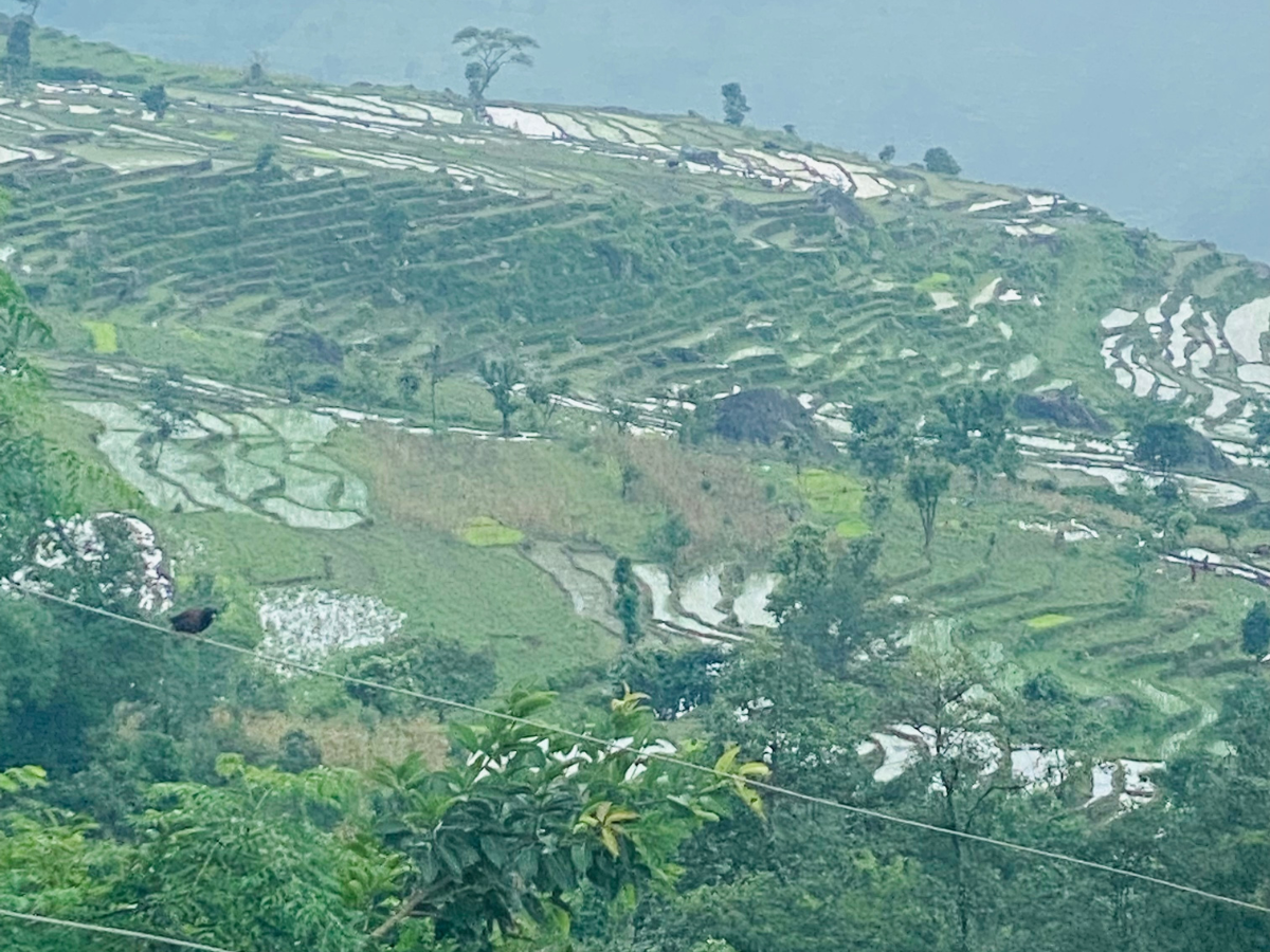 Agriculture Fields in Baseri in the Manaslu Region During Tour