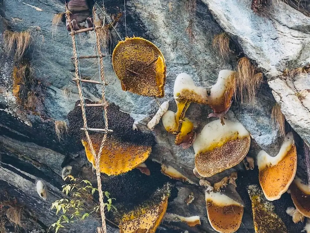 honey-hunting-in-nepal